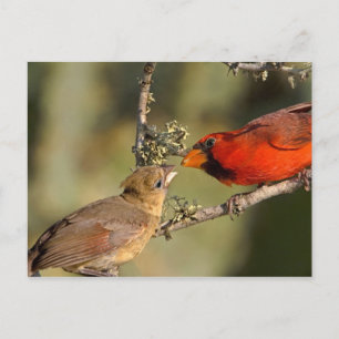 Cartão Postal EUA, Texas, Vale do Rio Grande, McAllen. Mated