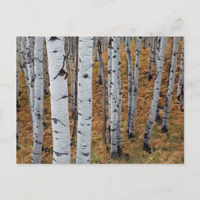 Cartão Postal EUA, Utah, Floresta Nacional Uinta-Wasatch-Cache 2 (Frente)