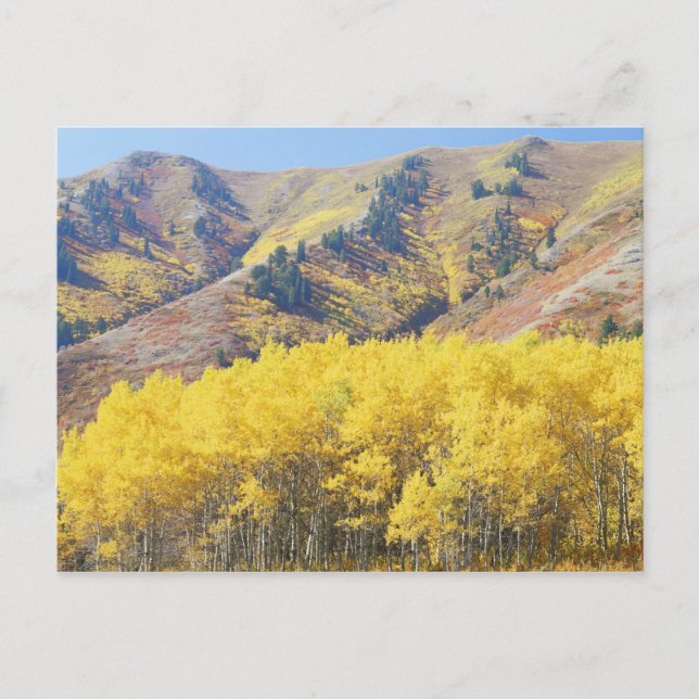 Cartão Postal EUA, Utah, Floresta Nacional Wasatch-Cache, (Frente)