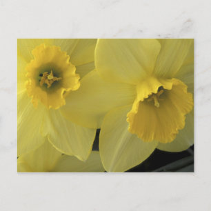 Cartão Postal EUA, Utah, Narcisos do Vale de Cache