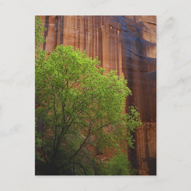 Cartão Postal EUA, Utah, Paria Canyon- Vermillion Cliffs (Frente)