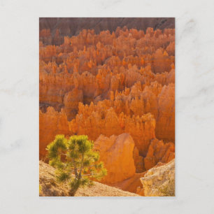 Cartão Postal EUA, Utah, Parque Nacional Bryce Canyon