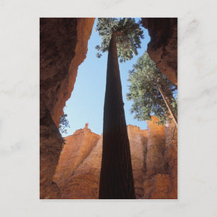 Cartão Postal EUA, Utah, Parque Nacional Bryce Canyon. Alto