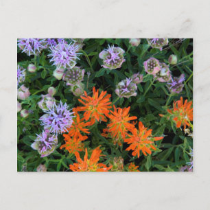 Cartão Postal EUA, Utah, Uinta-Wasatch-Cache Floresta Nacional 3