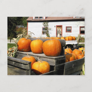 Cartão Postal EUA, Vermont. Pumpkins