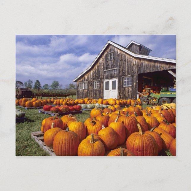 Cartão Postal EUA, Vermont, Shelbourne, Pumpkins (Frente)