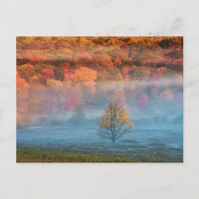 Cartão Postal EUA, Virgínia Ocidental, Davis. Misty Valley e (Frente)