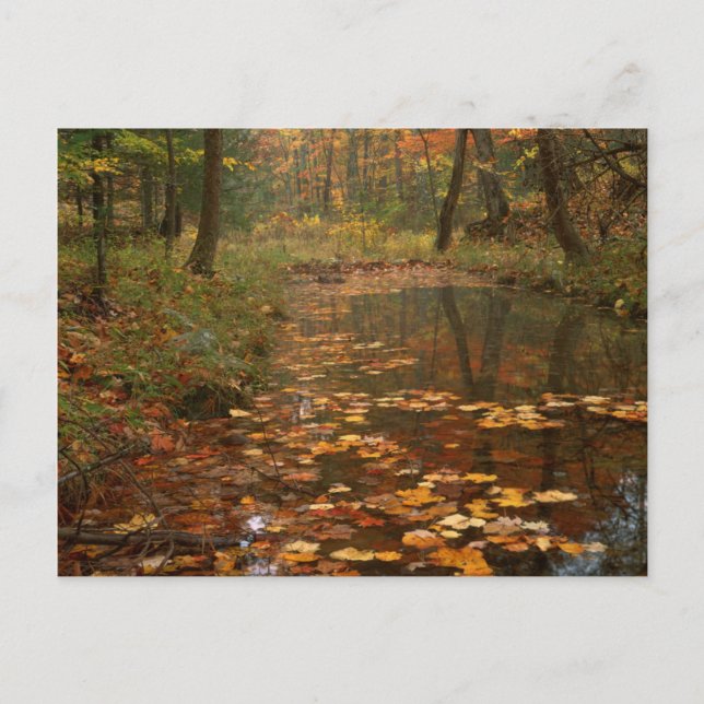 Cartão Postal EUA, Virgínia, Outono No Parque Estadual Douta (Frente)
