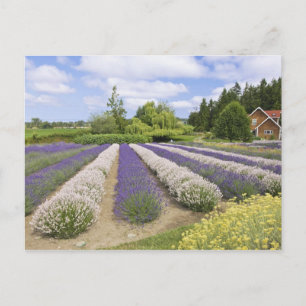 Cartão Postal EUA, WA, Sequim, Fazenda de Lavanda de Perigo Roxo