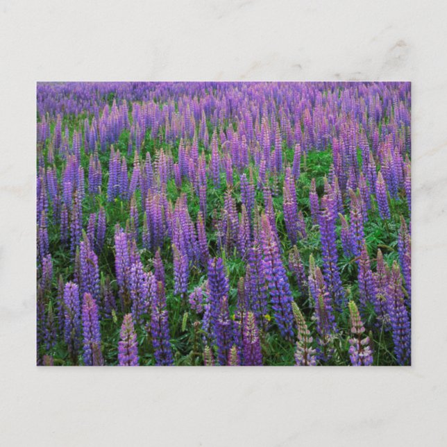 Cartão Postal EUA, Washington, Clallam County, Lupine (Frente)