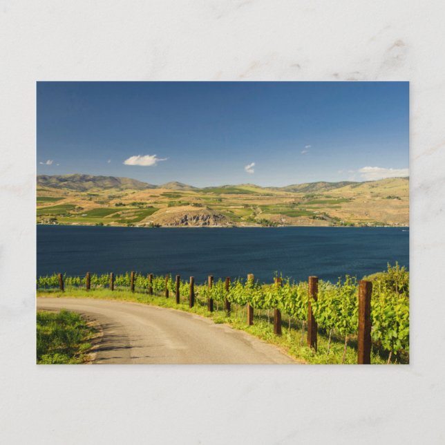 Cartão Postal EUA, Washington, Lago Chelan. Vinhedo (Frente)