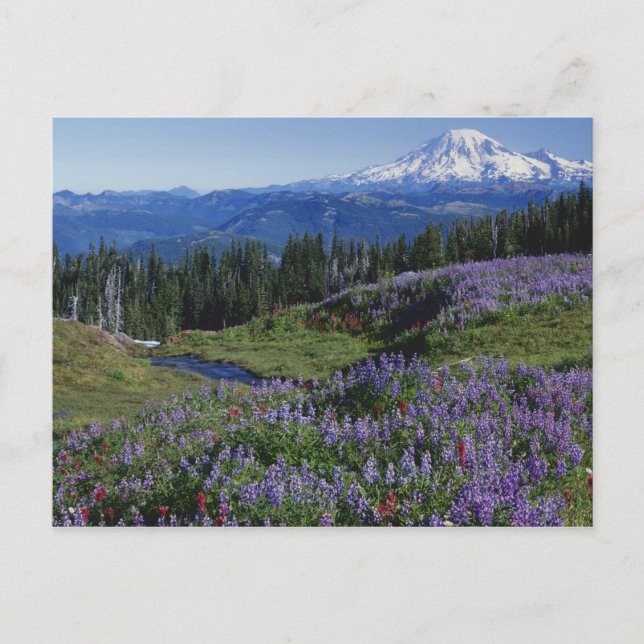 Cartão Postal EUA, Washington Mt. Adams Wilderness, Meadows (Frente)