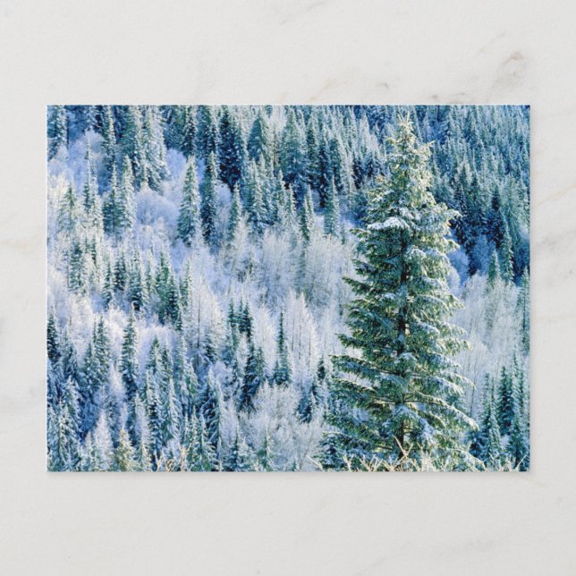 Cartão Postal EUA, Washington, Mt. Spokane State Park, Aspen (Frente)
