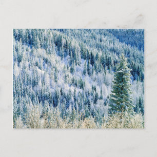 Cartão Postal EUA, Washington, Mt. Spokane State Park, Aspen 2