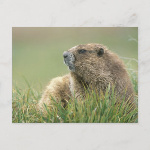 Cartão Postal EUA, Washington, Olimpiadas NP, Olimpiadas Marmot