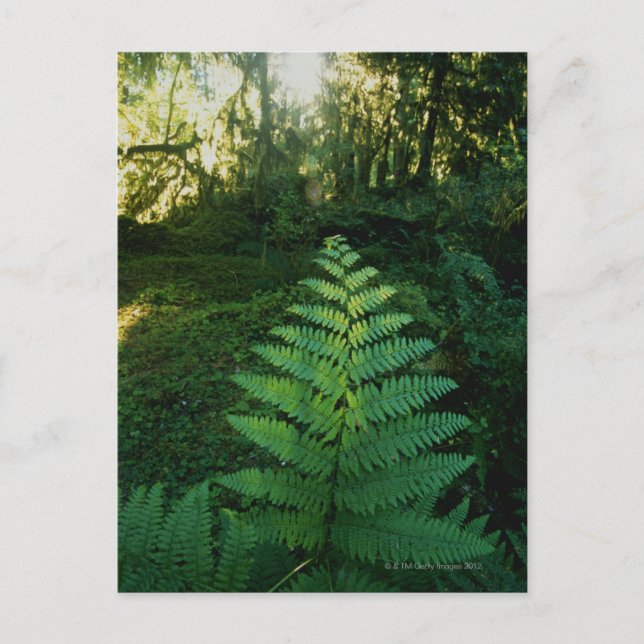 Cartão Postal EUA,Washington,Olympia National Park,Hoh River (Frente)