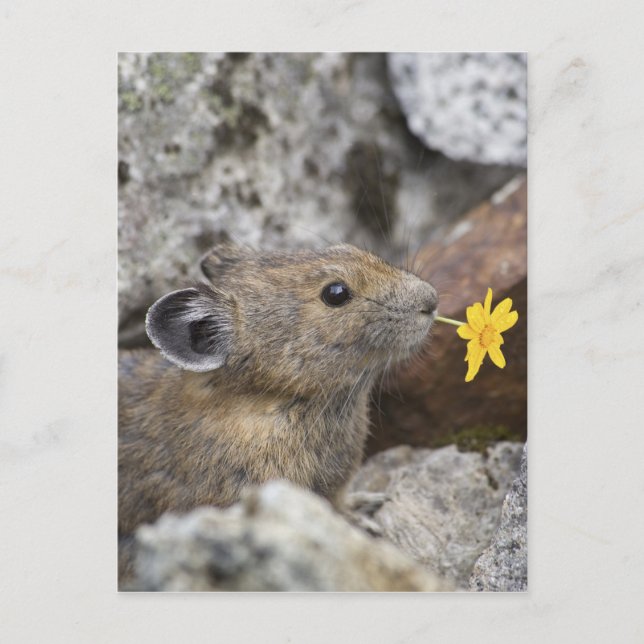 Cartão Postal EUA, Washington, parque nacional das cascatas (Frente)