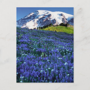 Cartão Postal EUA, Washington, Parque Nacional Mt. Rainier. Mt.