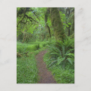 Cartão Postal EUA, Washington, Parque Nacional Olímpico,