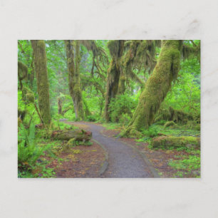 Cartão Postal EUA, Washington, Parque Nacional Olímpico, Chuva d