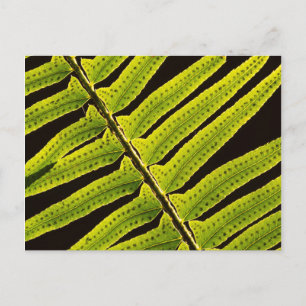 Cartão Postal EUA, Washington, Parque Nacional Olímpico, Contral