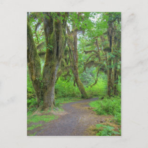 Cartão Postal EUA, Washington, Parque Nacional Olímpico, Hoh