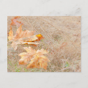 Cartão Postal EUA, Washington, Quinault. Folhas de Bordo