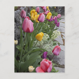 Cartão Postal EUA, Washington, Seabeck. Tulipas alinham jardim