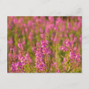 Cartão Postal EUA, Washington, Seattle, Discovery Park 3