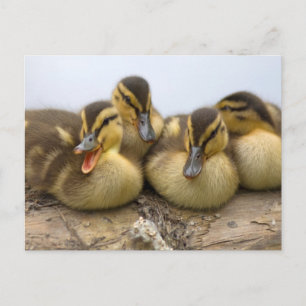 Cartão Postal EUA, Washington, Seattle, Lago Washington