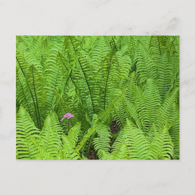 Cartão Postal EUA, Washington, Seattle, Washington Park (Frente)