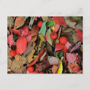 Cartão Postal EUA, Washington, Spokane Co., Hawthorn Leaves