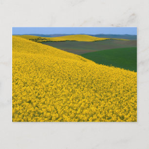 Cartão Postal EUA, Washington, Whitman County, Palouse, Canola