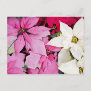 Cartão Postal EUA, Washington, Woodinville, Molbak's Nursery, 2