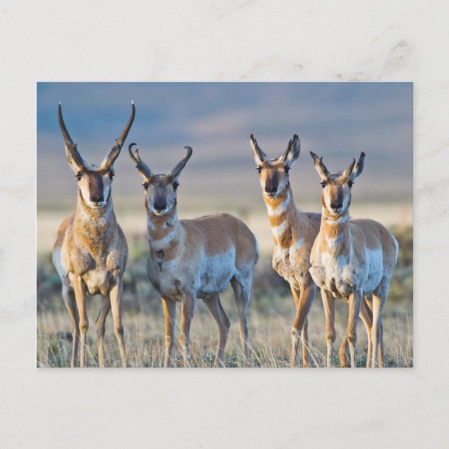 Cartão Postal EUA, Wyoming, 4 pronghorn antelopes dólares (Frente)