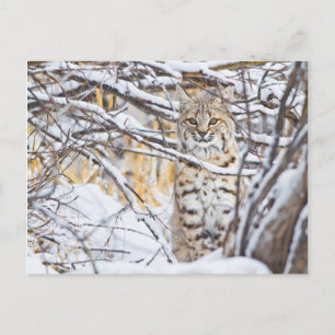 Cartão Postal EUA, Wyoming, Bobcat