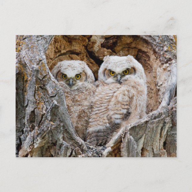 Cartão Postal EUA, Wyoming, Grand Teton National Park (Frente)