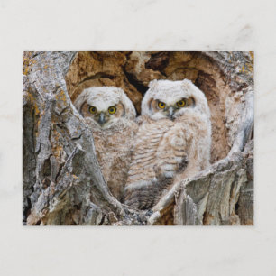 Cartão Postal EUA, Wyoming, Grand Teton National Park 2