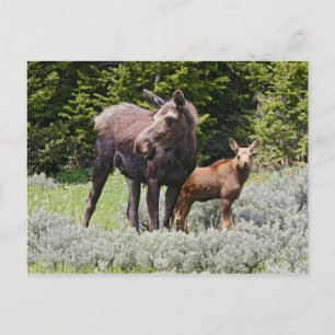 Cartão Postal EUA, Wyoming, Montanhas Bighorn, Alces de alce