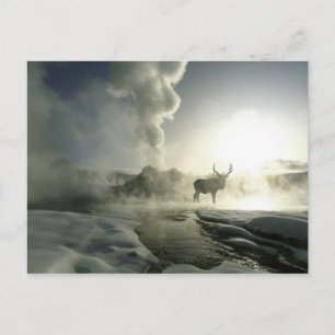 Cartão Postal EUA, Wyoming, Parque Nacional de Yellowstone. Nasc