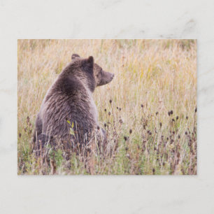 Cartão Postal EUA, Wyoming, Parque Nacional de Yellowstone, Urso