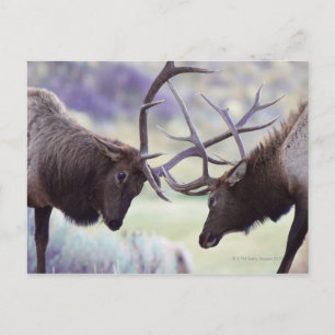 Cartão Postal EUA, Wyoming, Parque Nacional Yellowstone