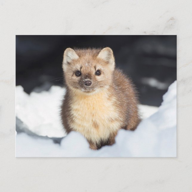 Cartão Postal EUA, Wyoming, Parque Nacional Yellowstone (Frente)