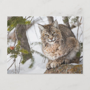 Cartão Postal EUA, Wyoming, Parque Nacional Yellowstone, Bobcat