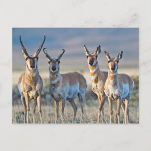 Cartão Postal EUA, Wyoming, Quatro antílopes machos