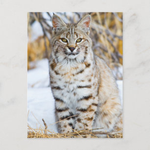 Cartão Postal EUA, Wyoming, Retrato de Lince Vermelho