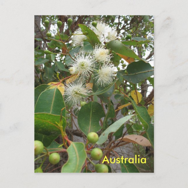 Cartão Postal Eucalipto australiano em flor (Frente)