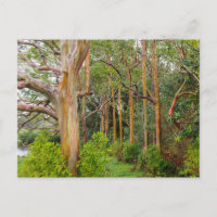 Eucalipto do arco-íris. Maui, Havaí
