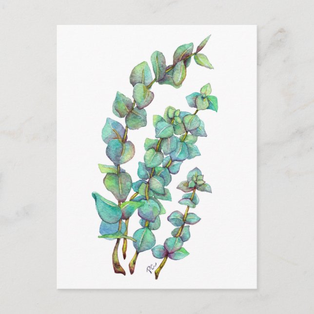 Cartão Postal Eucalyptus 02 (Frente)