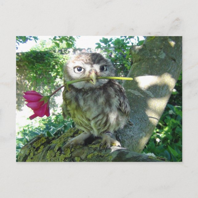 Cartão Postal Eule mit Rosa (Frente)